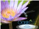 Lots Oasis Estate, Kirkwood QLD 4680