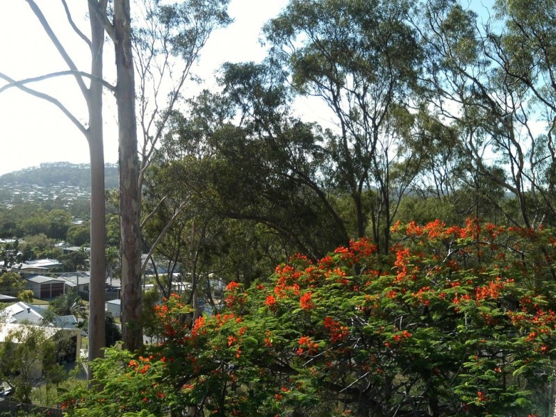 13 COCKATOO DRIVE, New Auckland QLD 4680