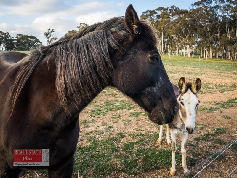 Lot 422 Gumtree Road, Bakers Hill WA 6562
