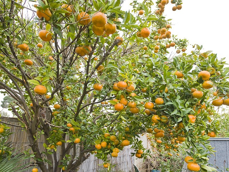 17 Hugh Street, Guildford WA 6055