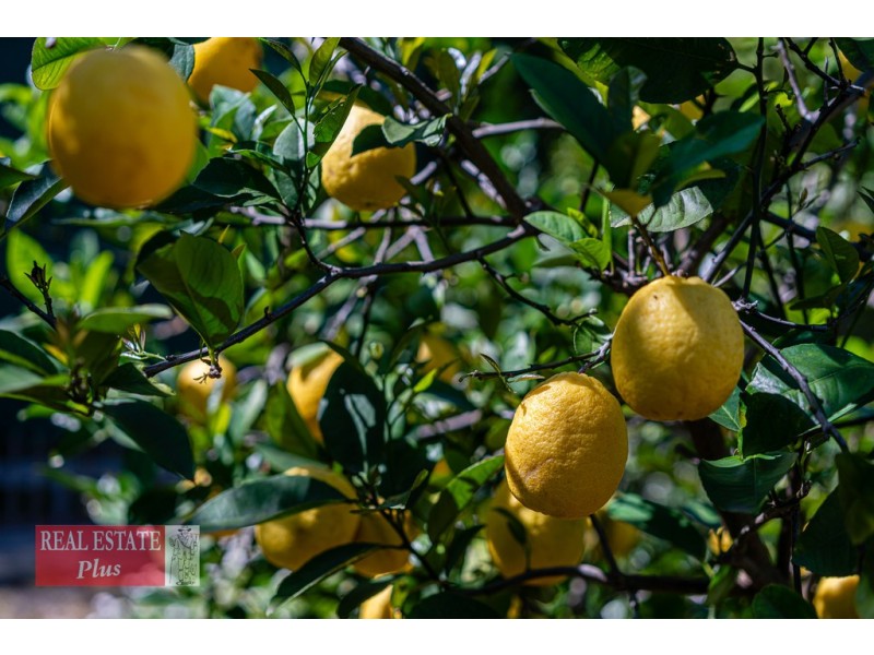 24 Ward Avenue, Greenmount WA 6056