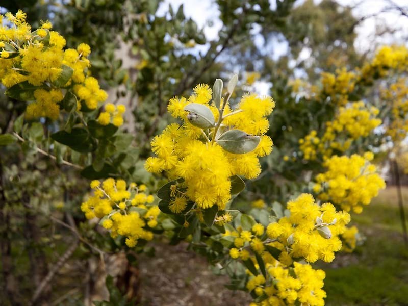 19 The Crescent, Helena Valley WA 6056