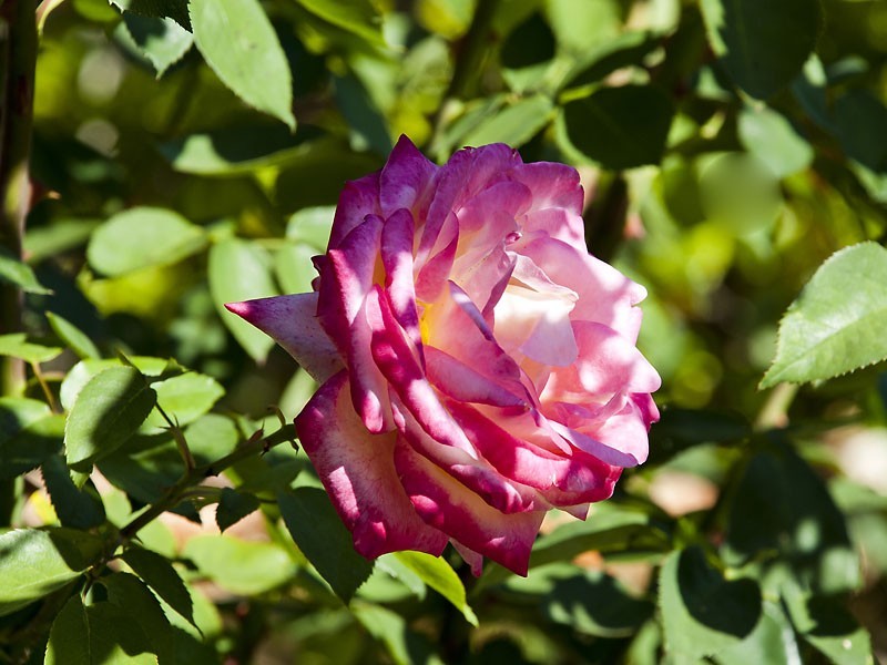 5 Drysdale Street, Eden Hill WA 6054