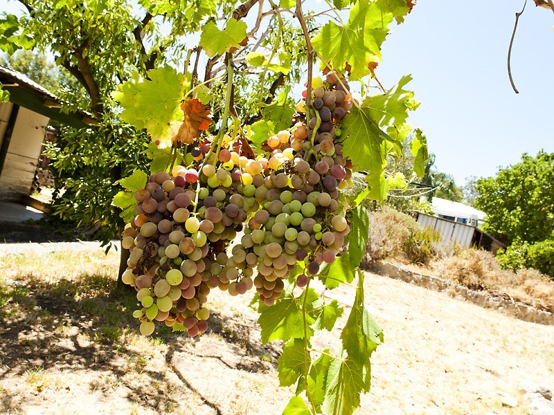 31 Coongan Avenue, Greenmount WA 6056