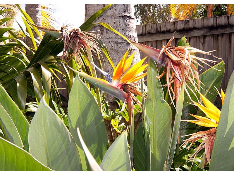 117 Caulfield Street, Bracken Ridge QLD 4017