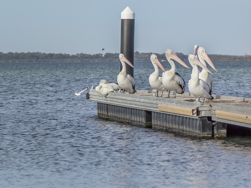 13 Enterprise Avenue, Falcon WA 6210