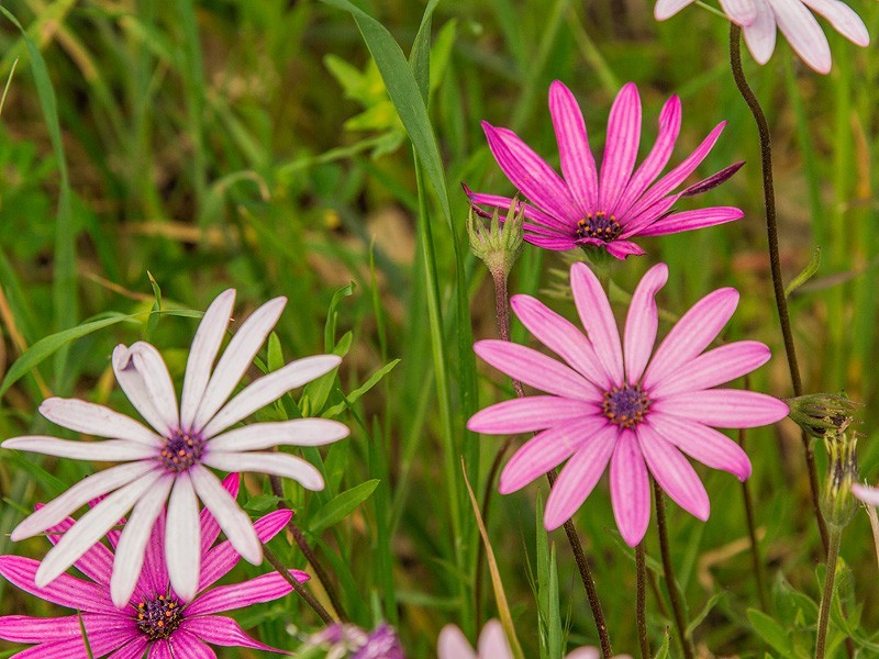 18 Fernwood Rd, Dawesville WA 6211