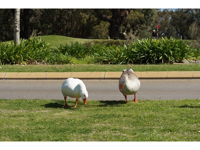 16 Wells Rd, Pinjarra WA 6208