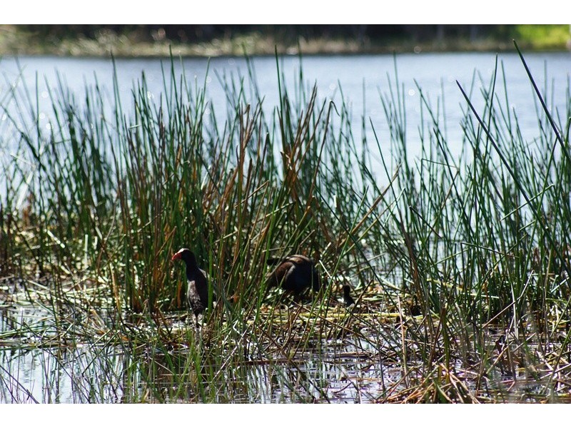 16 Wells Rd, Pinjarra WA 6208