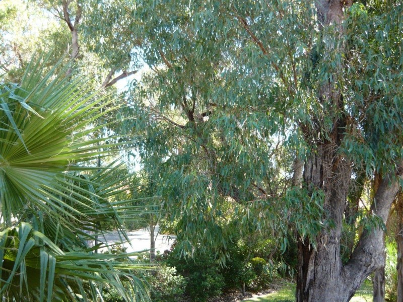 15 MARIGOLD LANE, Falcon WA 6210