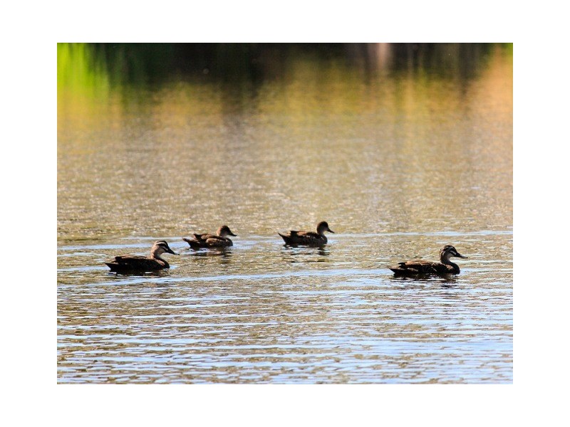 MURRAY RIVER COUNTRY ESTATE, Pinjarra WA 6208