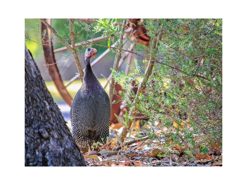 MURRAY RIVER COUNTRY ESTATE, Pinjarra WA 6208