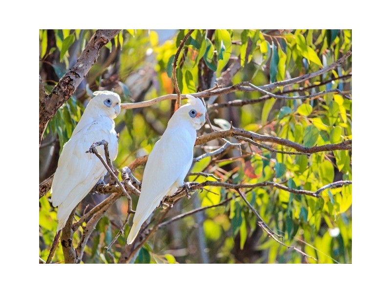 66 (Lot 1681) Wells Road, Pinjarra WA 6208