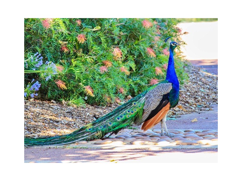 8 (Lot 1680) Sall Pass, Pinjarra WA 6208