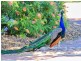 209 (Lot 1675) Sutton Street, Pinjarra WA 6208