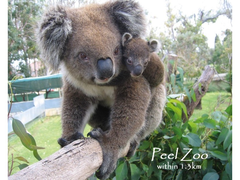 61 Country Rd, Pinjarra WA 6208