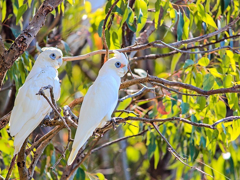 20 Hamlet Pass, Pinjarra WA 6208