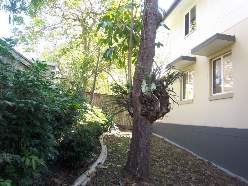 4/38 Waratah Street, Carina QLD 4152