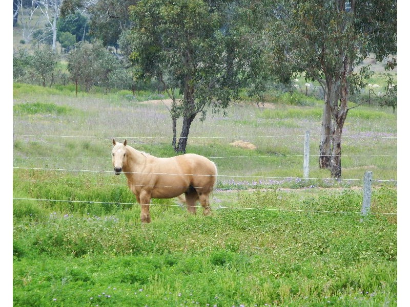 231 Washpool Road, Rosenthal Heights QLD 4370