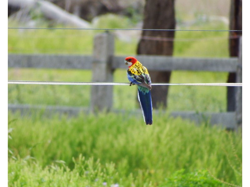 231 Washpool Road, Rosenthal Heights QLD 4370