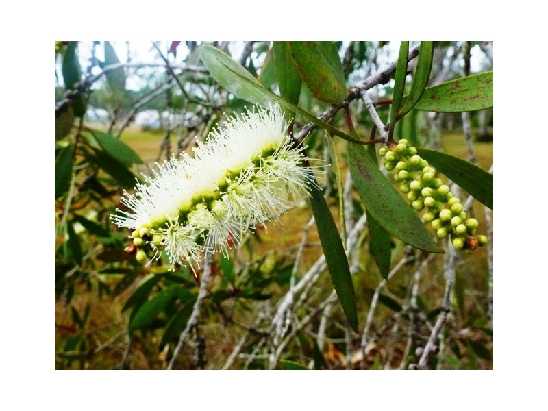 24 Atlantis Avenue, Cooloola Cove QLD 4580