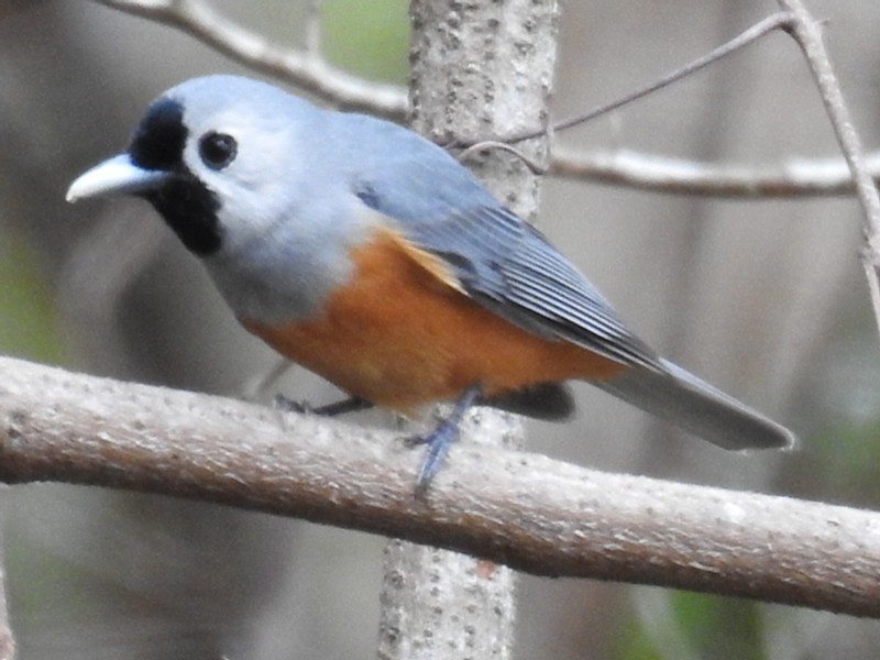 27 BORONIA DRIVE, Tinnanbar QLD 4650