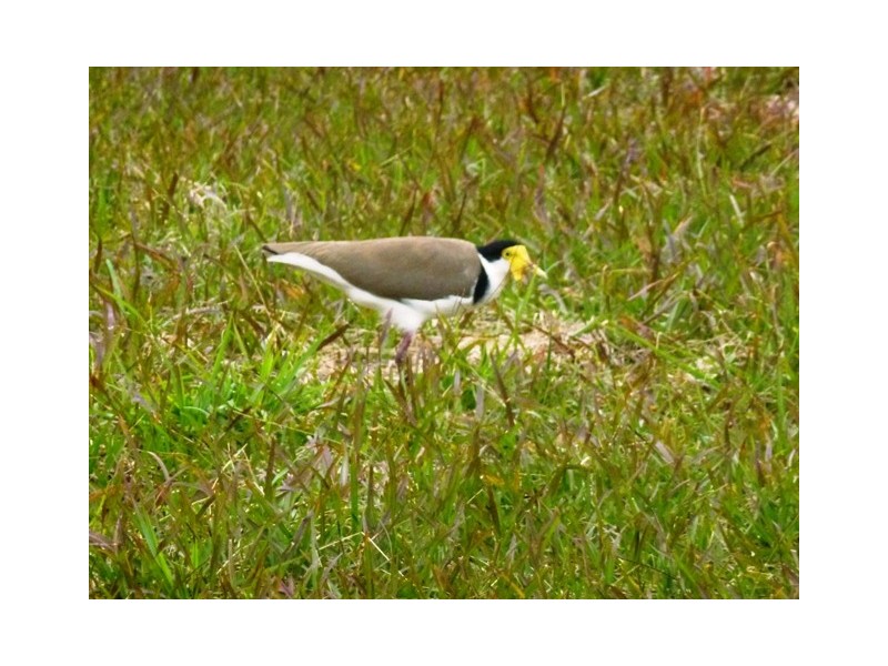 Cooloola Cove QLD 4580