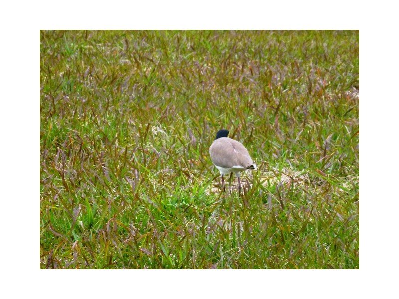 Cooloola Cove QLD 4580