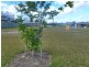 17 Sanctuary way, Cooloola Cove QLD 4580