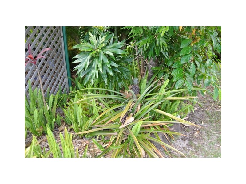 19 Golden Hind Avenue, Cooloola Cove QLD 4580
