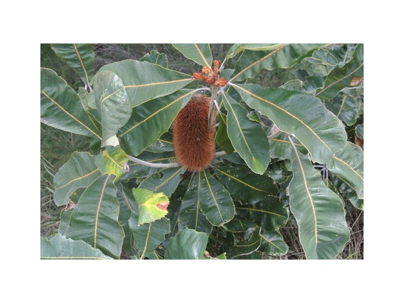 95 Emperor Street, Tin Can Bay QLD 4580