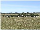 Lot 8 Croobyar Road, Milton NSW 2538