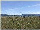 Lot 8 Croobyar Road, Milton NSW 2538