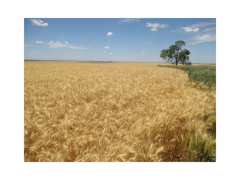 0 Massey Lane, Muckadilla QLD 4461