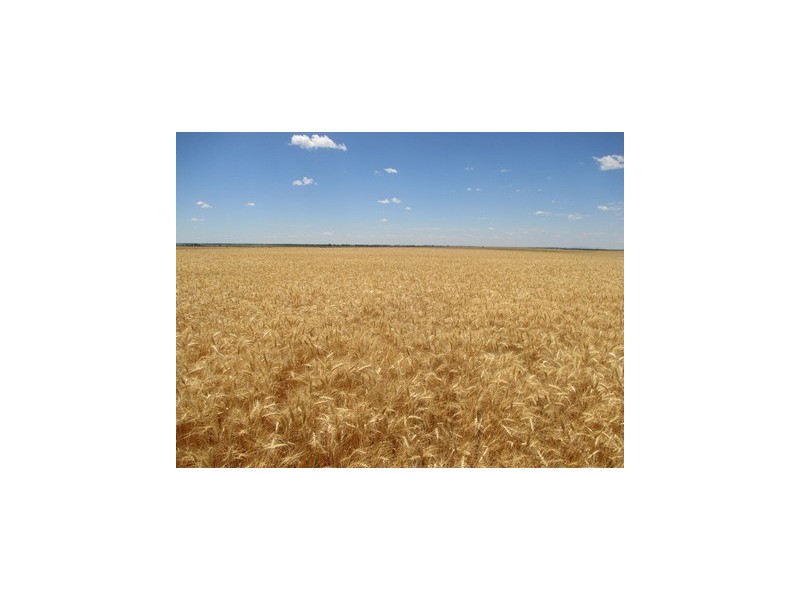 0 Massey Lane, Muckadilla QLD 4461