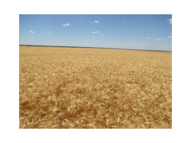 0 Massey Lane, Muckadilla QLD 4461