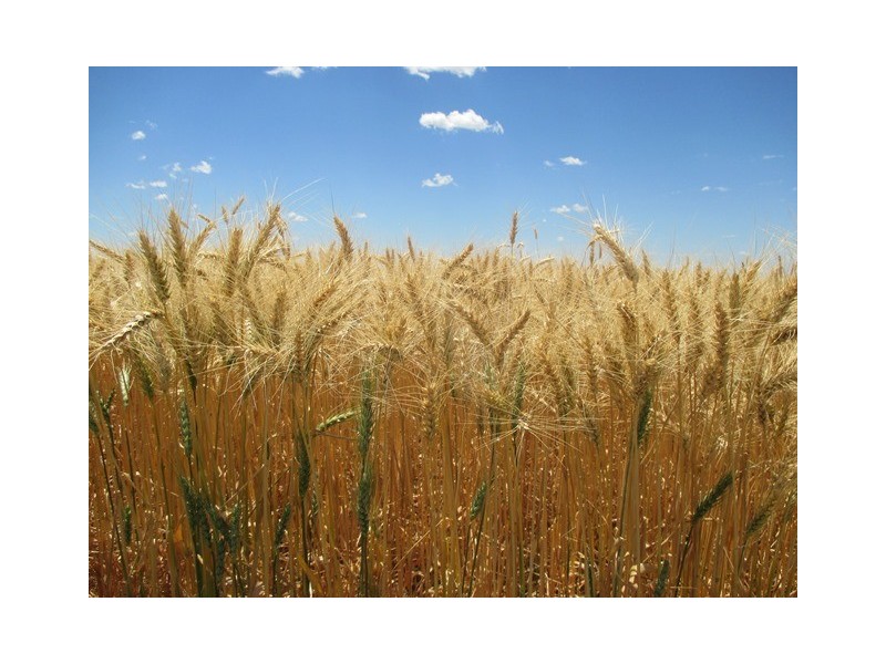 0 Massey Lane, Muckadilla QLD 4461