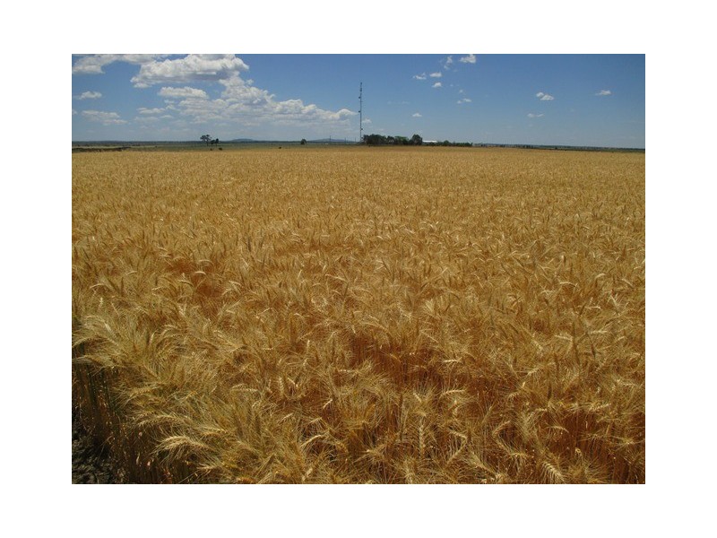 0 Massey Lane, Muckadilla QLD 4461