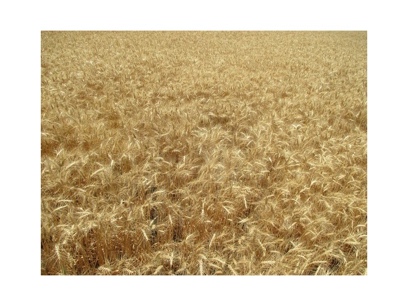 0 Massey Lane, Muckadilla QLD 4461