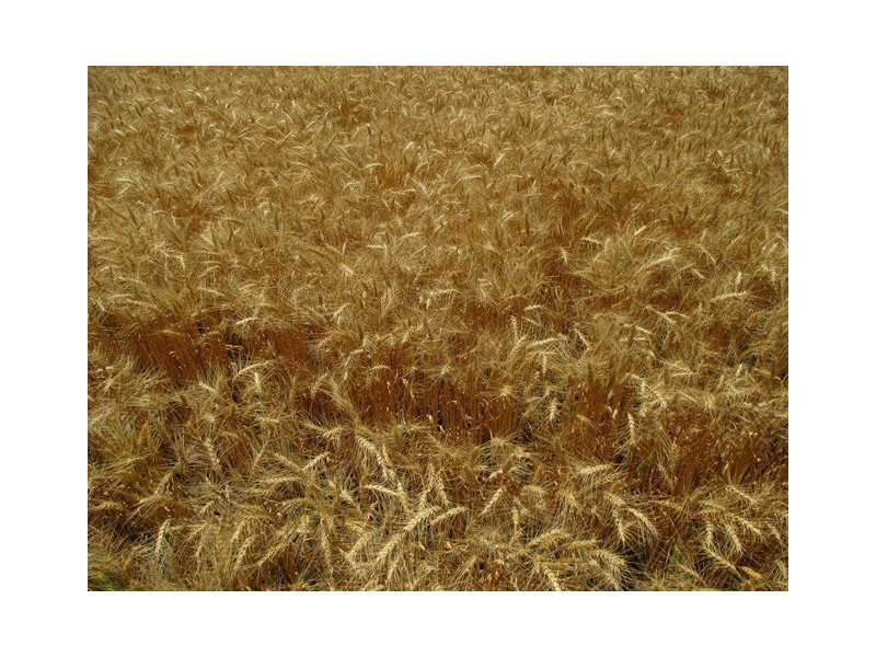 0 Massey Lane, Muckadilla QLD 4461