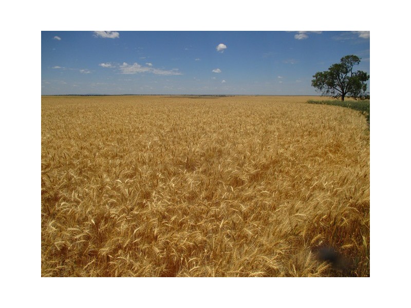 0 Massey Lane, Muckadilla QLD 4461