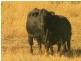 Roma QLD 4455