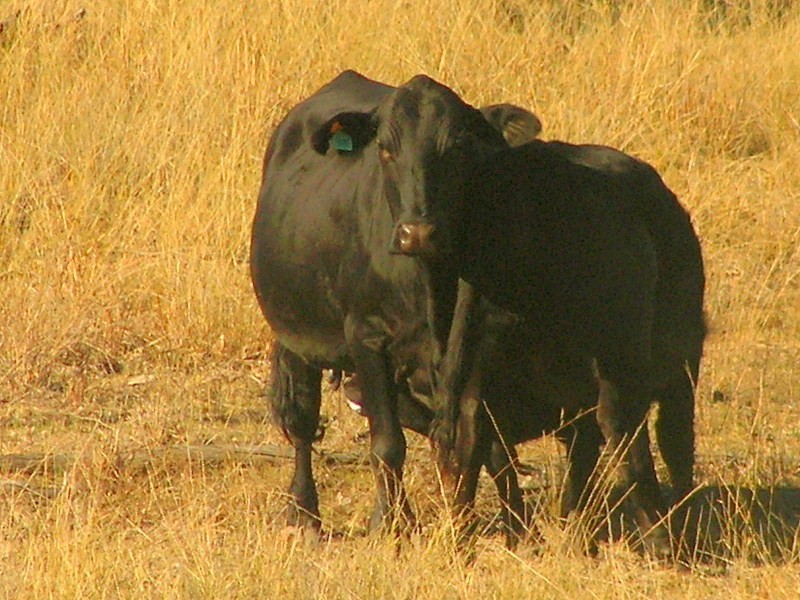 Roma QLD 4455