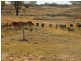 Roma QLD 4455