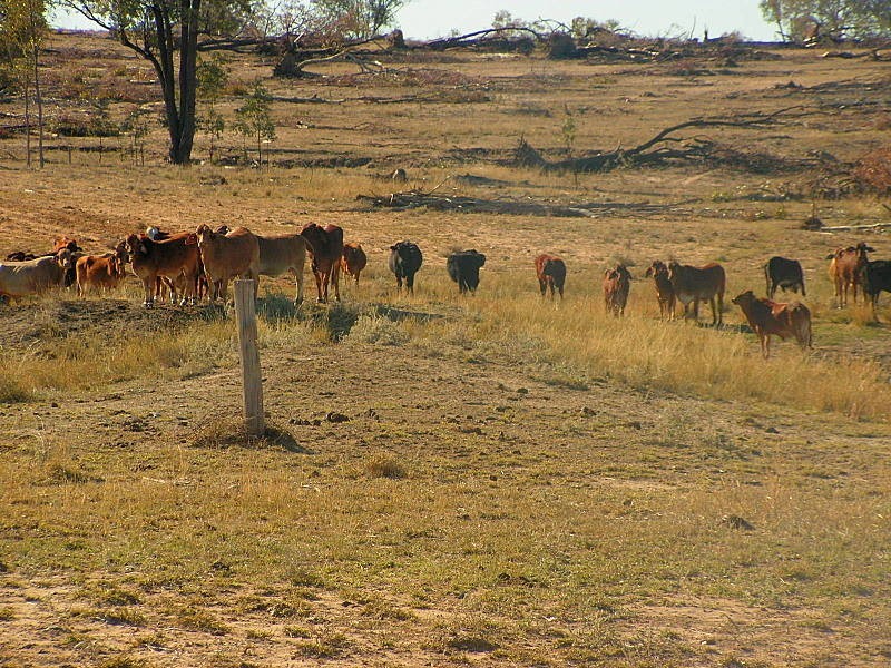 Roma QLD 4455