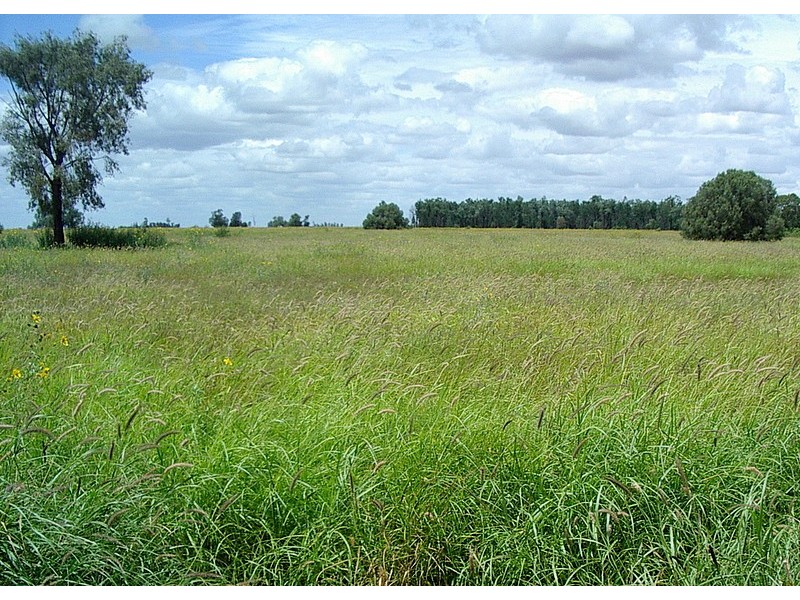 Roma QLD 4455