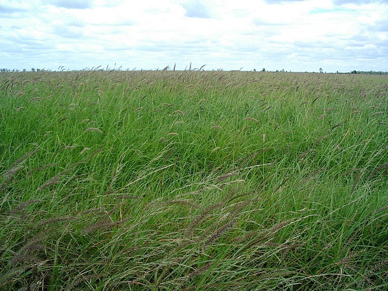 Roma QLD 4455