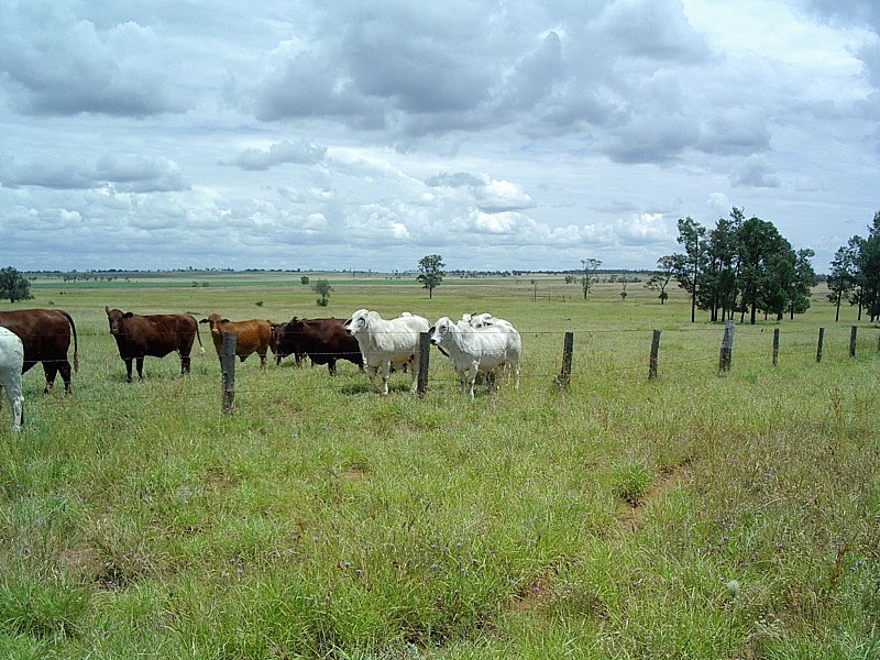 Amby QLD 4462