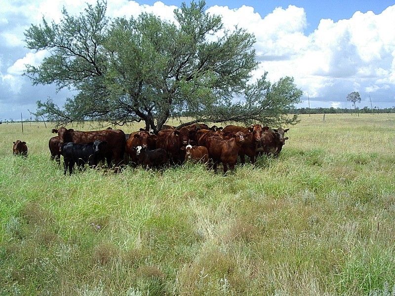 Amby QLD 4462