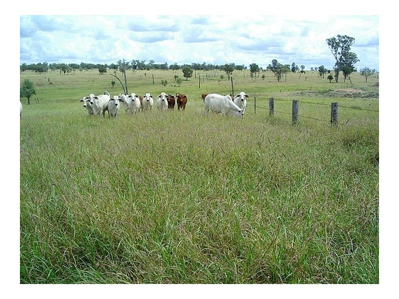 Amby QLD 4462